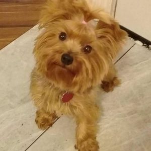 Meet your Posher, Trisha